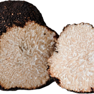 FRISS NYÁRI SZARVASGOMBA (Tuber aestivum)